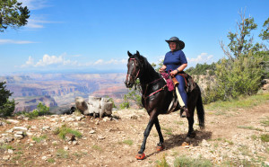 Grand Canyon Horse Boots
