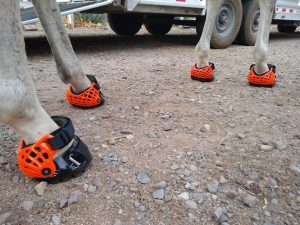 Sizing and Fitting Renegade Viper Hoof Boots