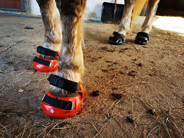 Greetings from a Renegade rider in Slovenia | Renegade® Hoof Boots