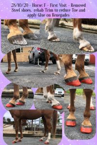 hoof care rehabilitation with Renegade Pro Comp Glue On Hoof Boots