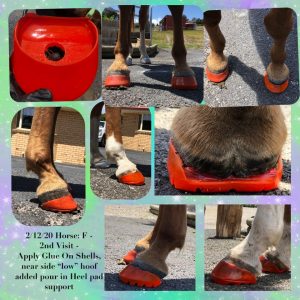 hoof care rehabilitation with Renegade Pro Comp Glue On Hoof Boots
