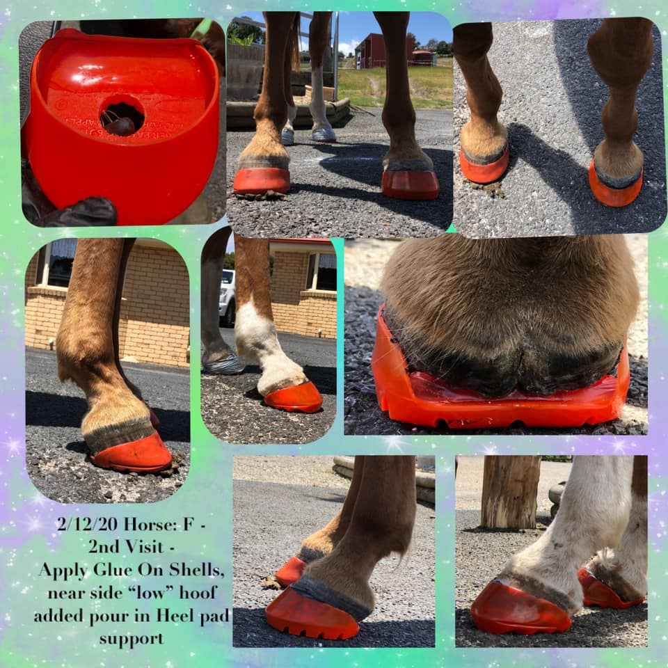 A Pain in the Heels: A New Look at Navicular Disease